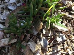Carpobrotus rossii