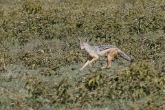 Lupulella mesomelas schmidti