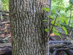 Fraxinus quadrangulata