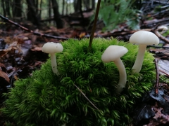 Hygrophorus eburneus