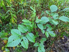 Fraxinus quadrangulata