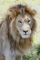 Panthera leo melanochaita