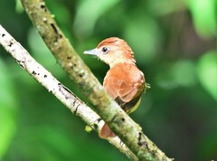 Pachyramphus cinnamomeus