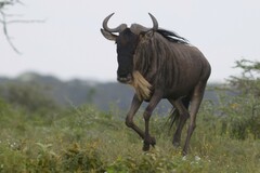 Connochaetes taurinus mearnsi