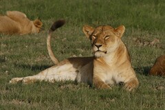 Panthera leo melanochaita