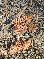 Clavulina vinaceocervina