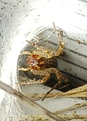 Agelenopsis