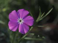 Phlox nana