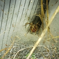 Agelenopsis