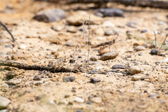 Trimerotropis pallidipennis