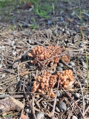 Clavulina vinaceocervina