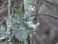 Parmelioideae