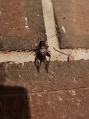 Gryllus pennsylvanicus