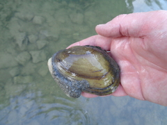 Potamilus fragilis