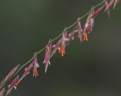 Bouteloua curtipendula
