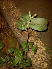 Psidium guajava