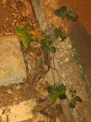 Psidium guajava