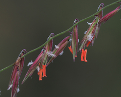 Bouteloua curtipendula