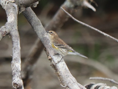 Setophaga coronata coronata