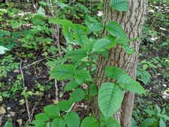 Fraxinus quadrangulata