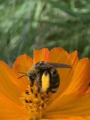 Svastra obliqua obliqua