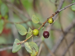 Rhamneae