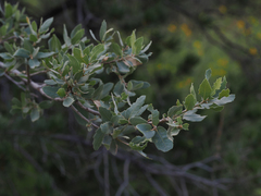 Quercus grisea