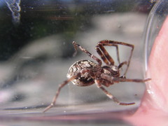 Rhysodromus alascensis