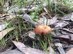 Gymnopilus allantopus