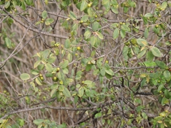 Rhamneae
