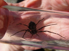 Rhysodromus alascensis