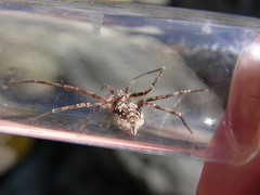 Rhysodromus alascensis