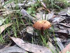 Gymnopilus allantopus