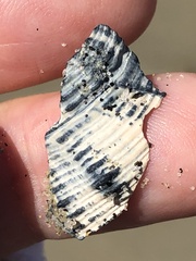 Nassarius fossatus
