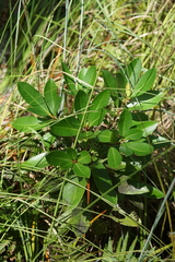 Gordonia lasianthus