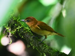 Pachyramphus cinnamomeus