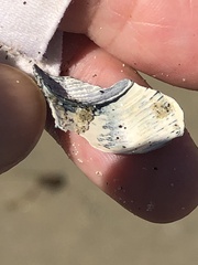 Nassarius fossatus
