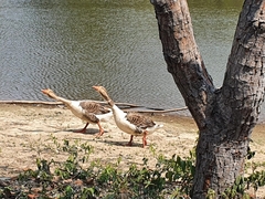 Anser anser domesticus × anser cygnoides domesticus