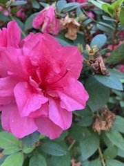 Rhododendron calendulaceum