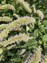 Agastache foeniculum