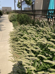Agastache foeniculum