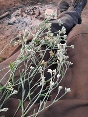 Antennaria anaphaloides