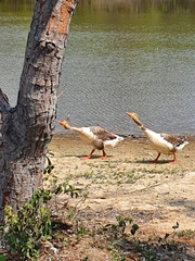 Anser anser domesticus × anser cygnoides domesticus