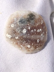 Crepipatella lingulata
