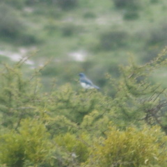 Aphelocoma wollweberi