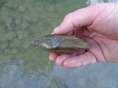 Potamilus fragilis