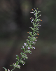 Hedeoma oblongifolia