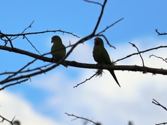 Eupsittula canicularis