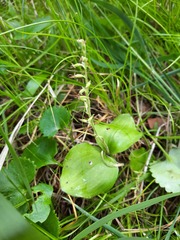 Neottia convallarioides