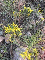 Senecio spartioides